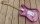 Tokai ST150 Goldstar Sound Pink Paisley